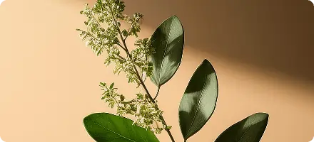 Boswellia Extract for Healthy Inflammation SEO