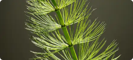 Horsetail Extract for Hair Skin Nails SEO