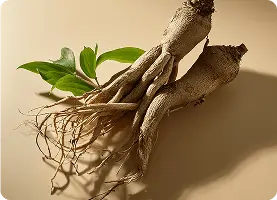 Resveratrol Extract for Fat Reduction SEO