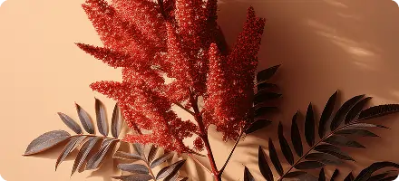 Sumac Extract for Kidney Function SEO